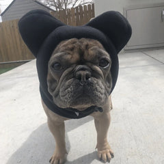 Bat Ear Frenchie Hat